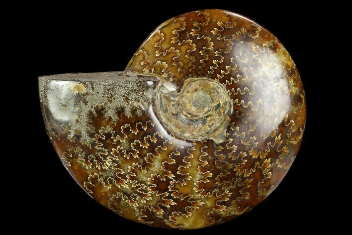 Polished Ammonite (Cleoniceras) Fossil - Madagascar #127223